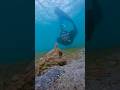 have you ever seen an octopus change colors? #octopus #diving #underwater #seacreatures #oceanlife