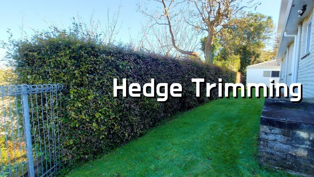 Trimming Huge Hedge (Oddly Satisfying) - YouTube