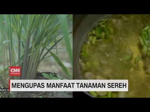 Video: Mengapa Sereh Saya Menjadi Coklat: Alasan Daun Serai Berwarna Coklat