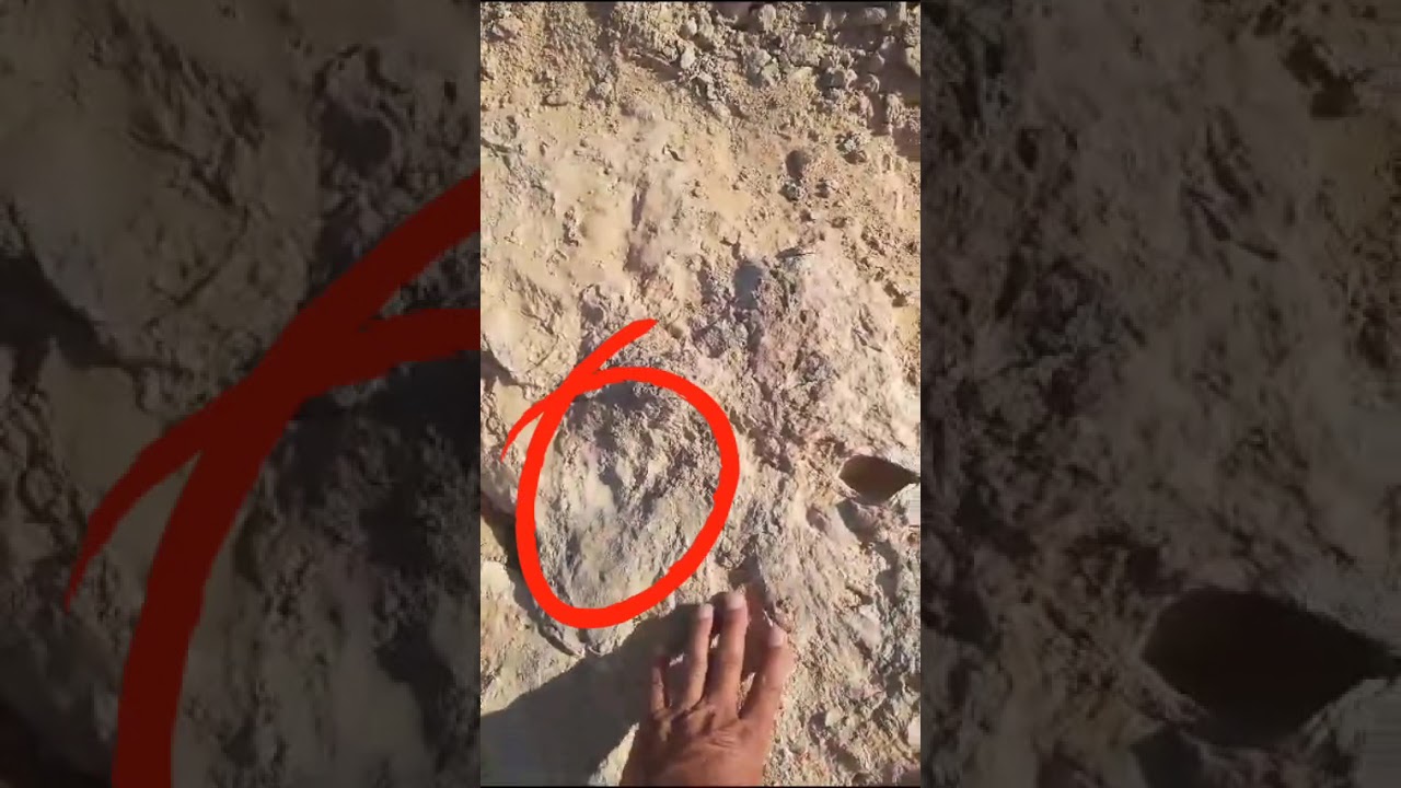 نتائج الاسباخ