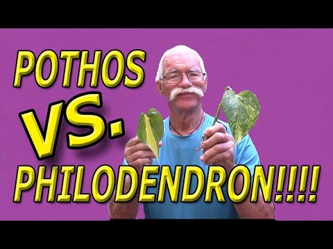 Vídeo: Pothos ou Philodendron: Diferenças entre Pothos e Philodendrons