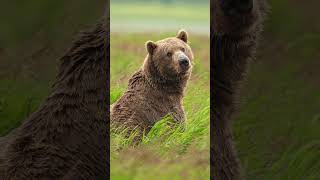 Photographing Bears in Alaska with the #SIGMA 60-600mm DG DN OS | Sports Lens #photography #wildlife