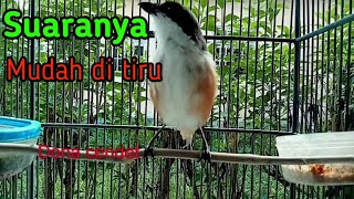 Cendet bambu pancingan cendet susah buka suara