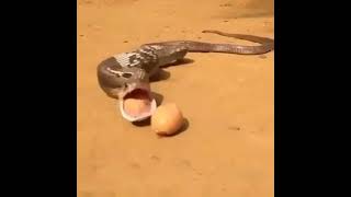 Snake Spits Out Eggs Animaltube - World Of Animals
