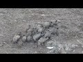 AWESOME WİLD BOAR HUNTİNG| DOMUZ AVI| CHASSE AU SANGLİER