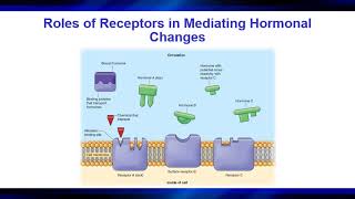 Famous HSC 240 Endocrine Response to Resistance Exercise Part 1 Net Worth