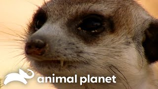 Are Flower and Her Gang Forced to Fight For Their Lives?!  | Meerkat Manor | Animal Planet