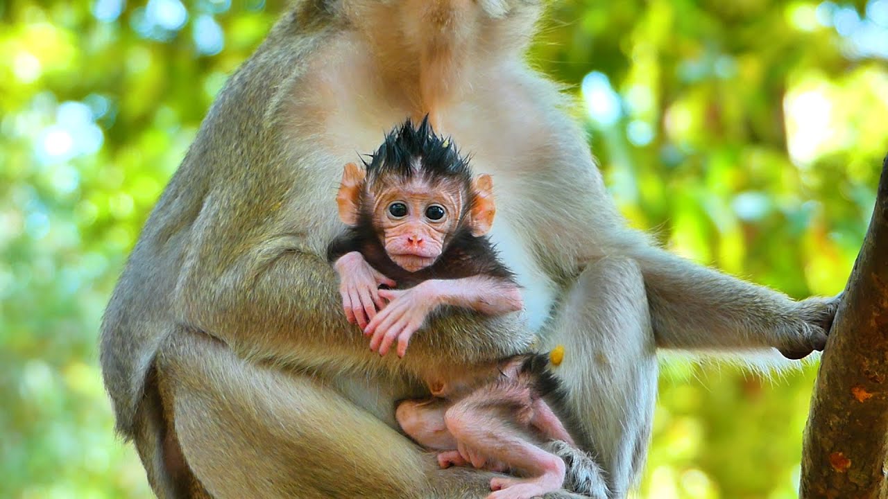 O.M.G Very Cute and Welcome Newborn Monkey Look So Adorable - Amber Team