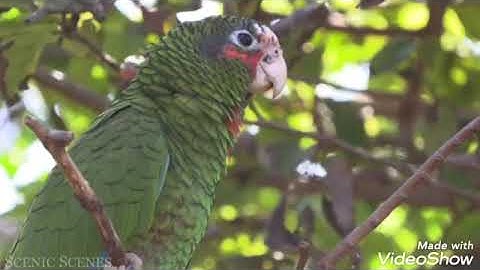 سورة لقمان للشيخ خالد الجليل جودة عالية.