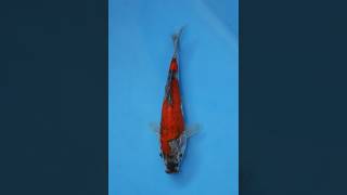 Beautiful Goshiki Koi 21cm Nisai ek7061  Oofuchi Fukasawa Japanese Koi