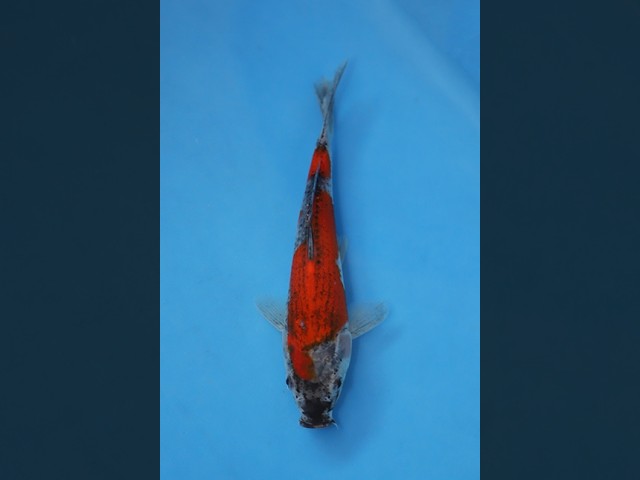 Beautiful Goshiki Koi 21cm Nisai (EK7061) 🇯🇵 Oofuchi Fukasawa