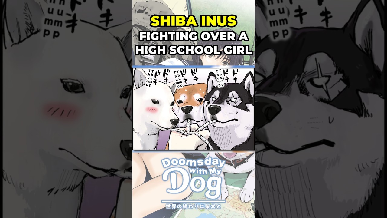 Shiba Inus Compete for the High School Girl | ENG SUB #DoomsdayWithMyDog #shorts