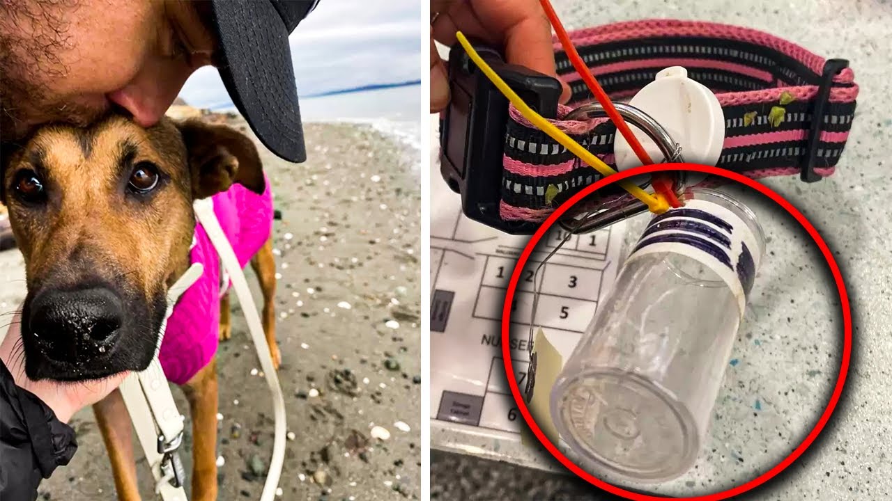 People Find A Dog With A Heartbreaking Message In A Bottle On Her ...