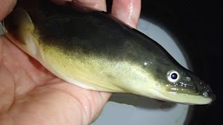 ニホンウナギの生態と保護の重要性 Anguilla japonica Unagi