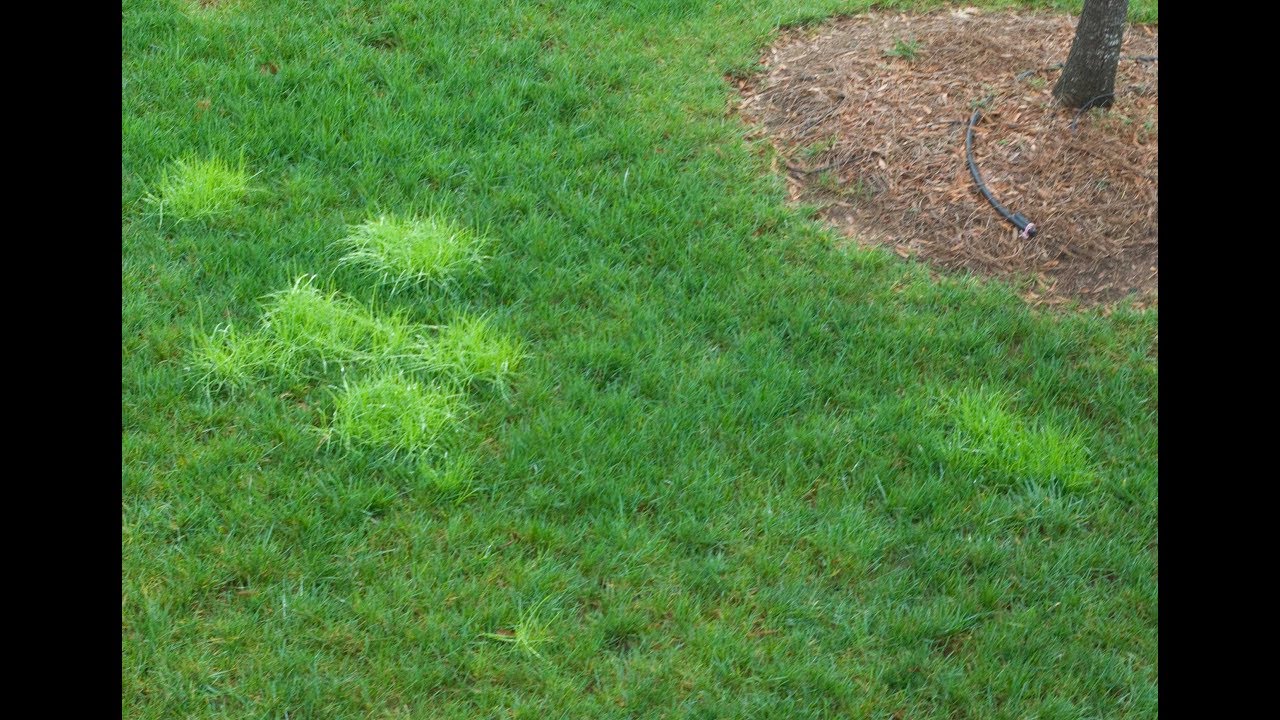 Poa Trivialis How Do I Kill It You Poa Trivialis How Do I Kill It