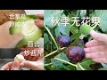 惊喜 安娜家无花果秋季长满树 今年冬季有菜吃/  现摘合掌瓜炒咸肉 出土鲜百合炒西芹【Garden Time 田园生活分享】2021 9