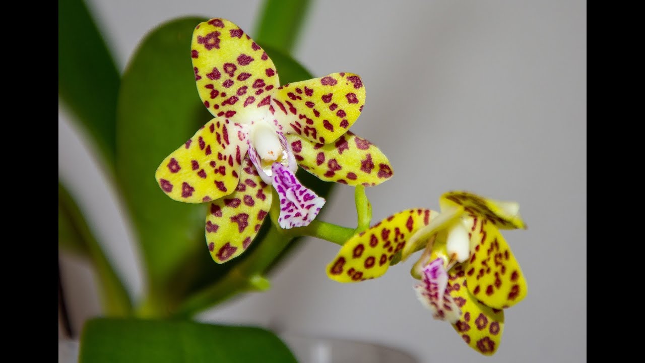 Phalaenopsis Little One: Pflege der kompakten Orchideenhybride