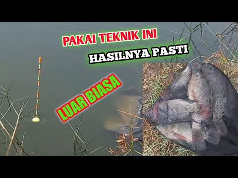 Mancing Ikan Mujair Mantap