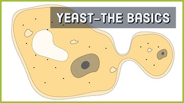 Yeast-Basic Details-Leaving Cert Biology (Fungi)