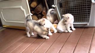 husky litters