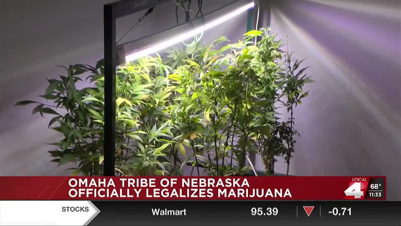 The Omaha Tribe becomes the first Nebraska government to legalize marijuana