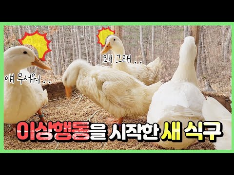 오리의 한쪽 날개가 축 쳐졌습니다