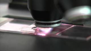 BMSC-Microscopy