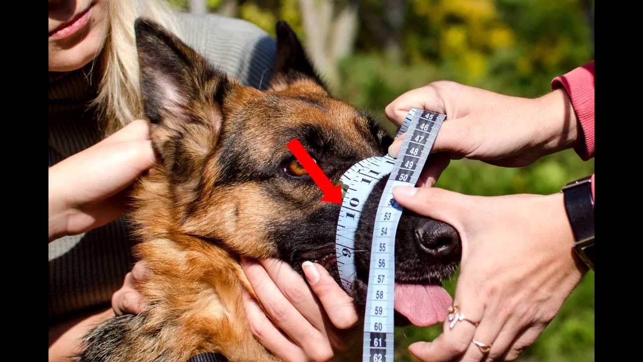 How to measure a dog size for a dog muzzle tutorial - YouTube