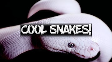 Check out these Cool Ball Pythons!