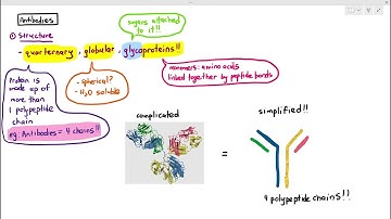 11-6 Antibodies (Cambridge AS A Level Biology, 9700)