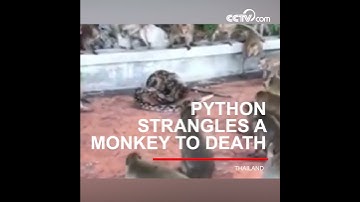 Python strangles a monkey to death| CCTV English