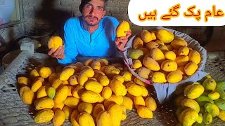 Mango Pak Gya Hi New Vlog New Video Daile Vlog