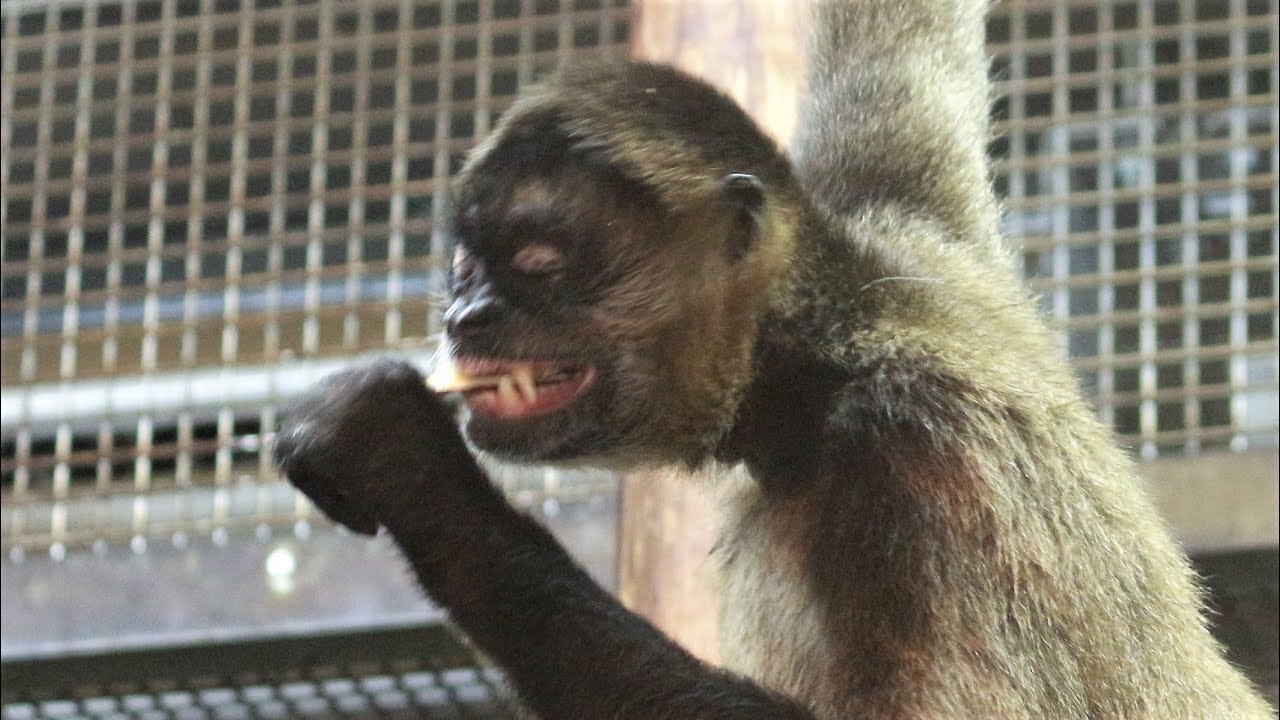 お食事中でした ジェフロイクモザル くもざる かぴばら館 初めての旭山動物園 Youtube