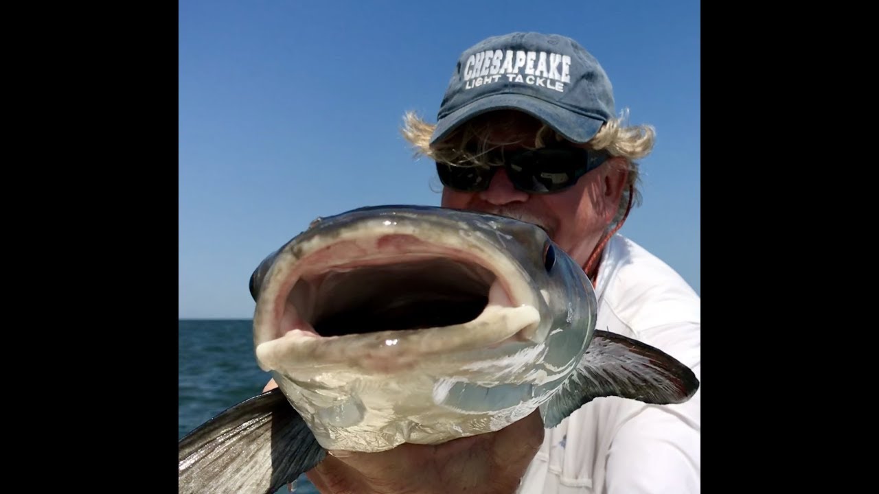 Fishing for Cobia at the Chesapeake Bay Bridge Tunnel
