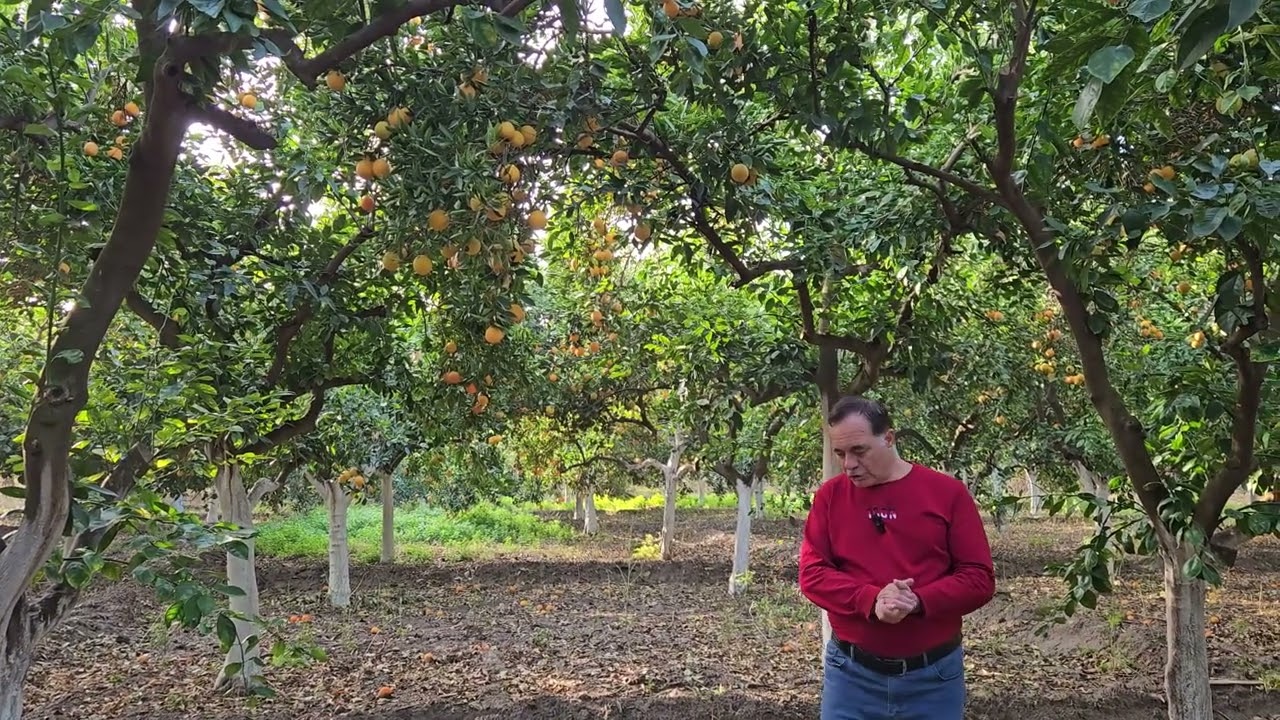 NAZİLLİ^DE SATILIK PORTAKAL BAHÇESİ 120 ADET PORTAKAL AĞACI ÇOK VERİMLİ FIRSAT YER !!