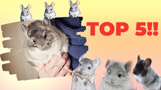 Unveiling 5 Clever Defense Tactics Of Chinchillas