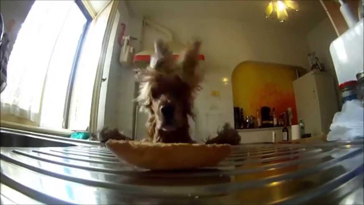 Dog Headbanging YouTube