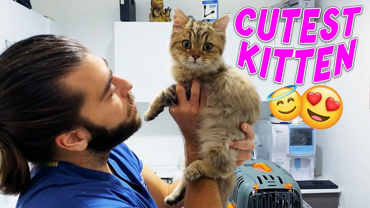 САМАЯ КРАСИВАЯ КОШКА! Котенок такой милый! #TheVet