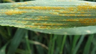 Gctv18 Triple Rust Resistance