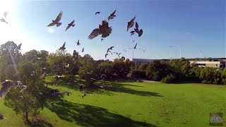 FPV Birds