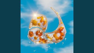 Dolphin Song