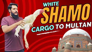 Unveiling The Best White Shamo In Pakistan Top-Quality Shamo Birds On Their Journey To Multan