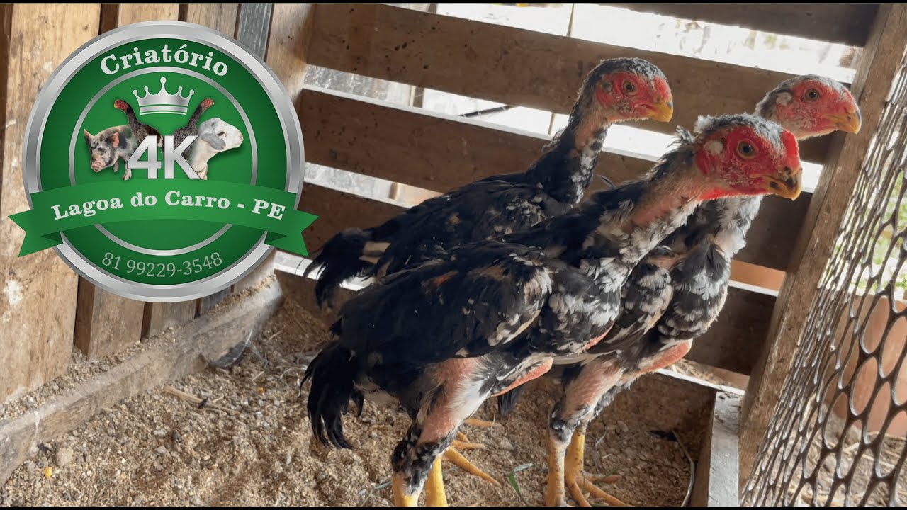 Conheça nossas galinhas 🐔 (Criatório 4K)