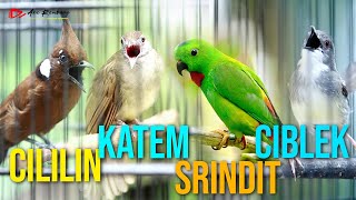 MASTERAN KOMBINASI CILILIN - KAPAS TEMBAK - SRINDIT - CIBLEK