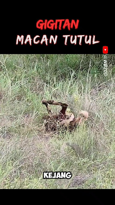 Serangan Mematikan Macan Tutul #macantutul #leopard #anjingliar #wildlife #animals