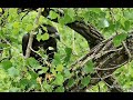 Decorah Eagles- D34 Close To The Nest &amp; Flying