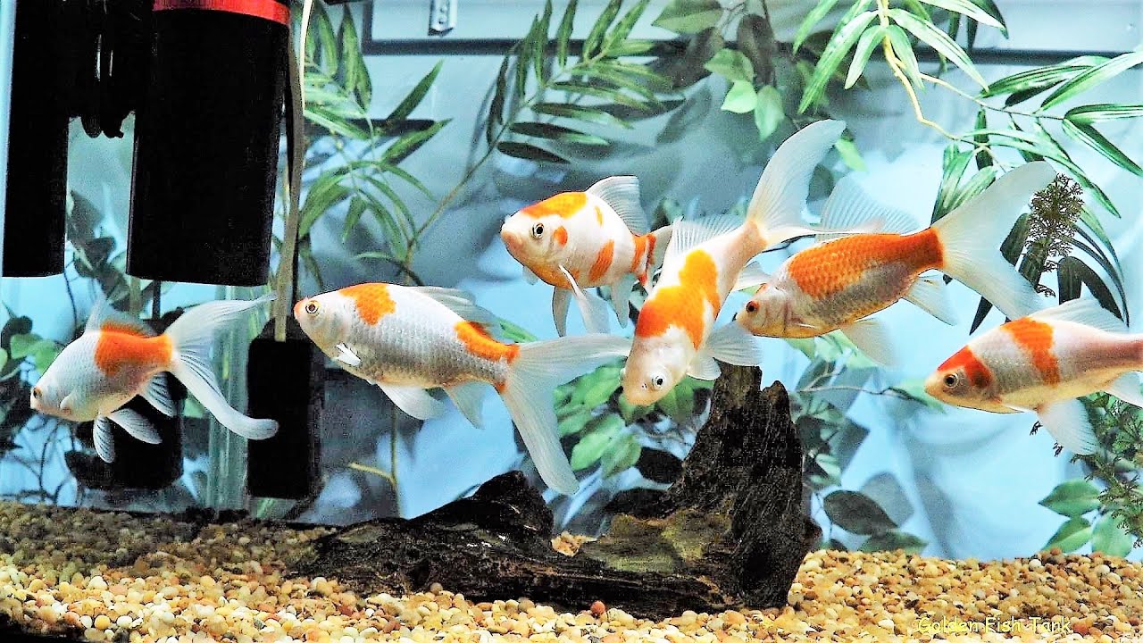 Comet Goldfish - A Complete Care Guide - AquariumStoreDepot