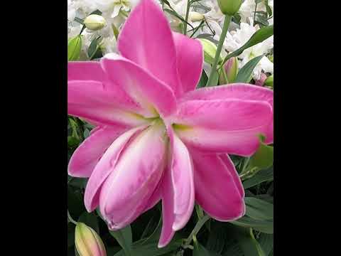 Лилия lotus wonder фото