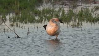 Sunset Preening