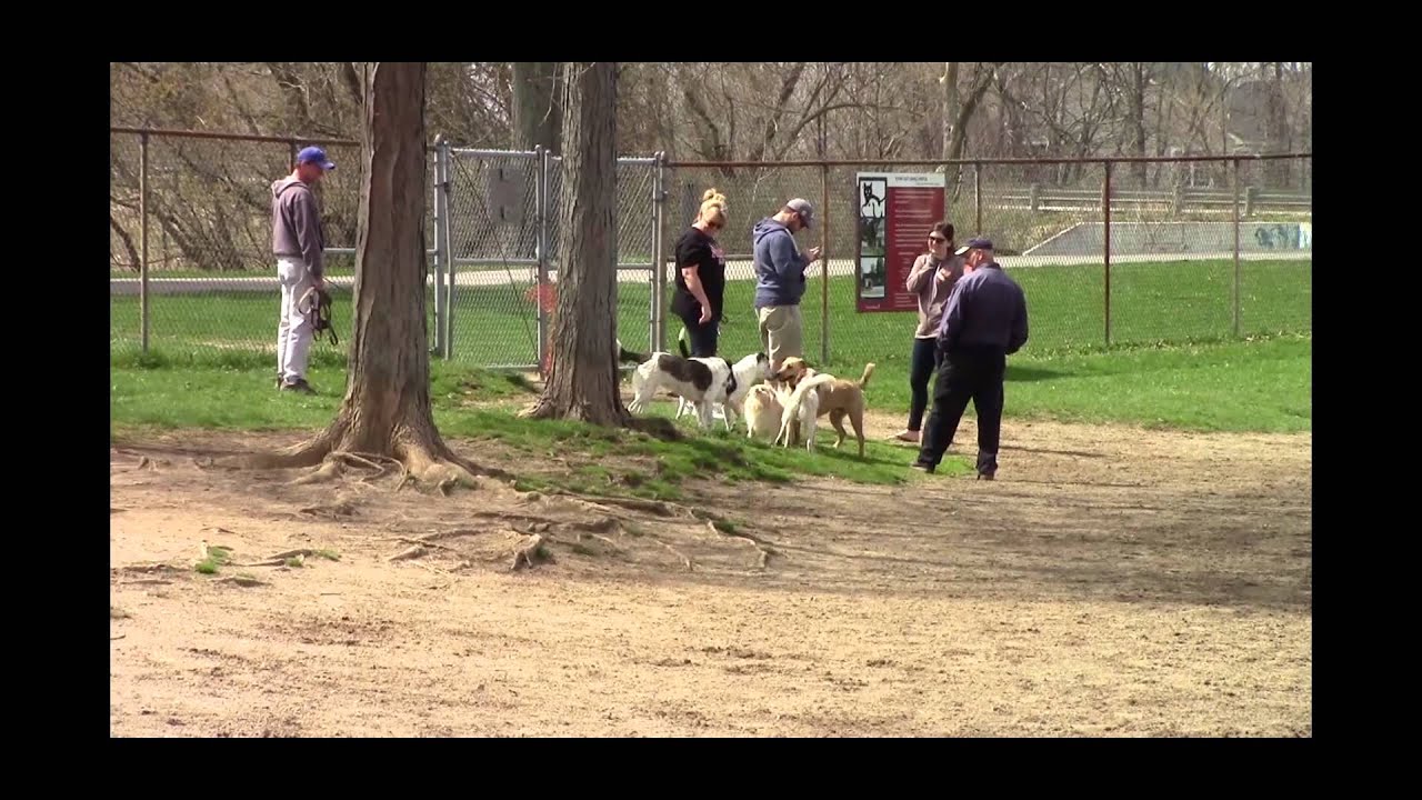 A Day at the Dog Park